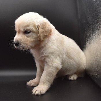 chiot Golden retriever sable Collier rouge élevage du Fond de la Noye