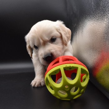 chiot Golden retriever sable Collier rouge élevage du Fond de la Noye