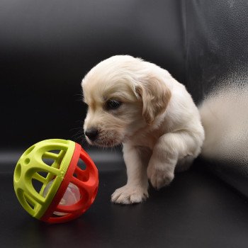 chiot Golden retriever sable Collier rouge élevage du Fond de la Noye