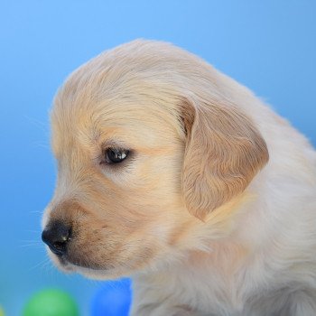 chiot Golden retriever Collier rouge élevage du Fond de la Noye