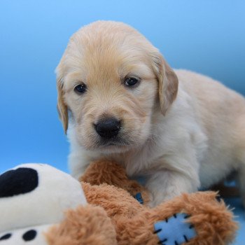 chiot Golden retriever Collier rouge élevage du Fond de la Noye chiot Golden retriever Collier rouge élevage du Fond de la Noye