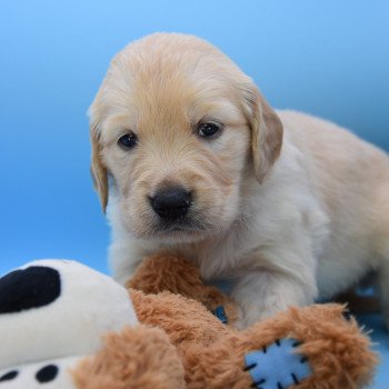 chiot Golden retriever Collier rouge élevage du Fond de la Noye