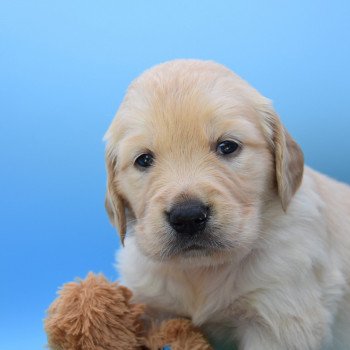 chiot Golden retriever Collier rouge élevage du Fond de la Noye