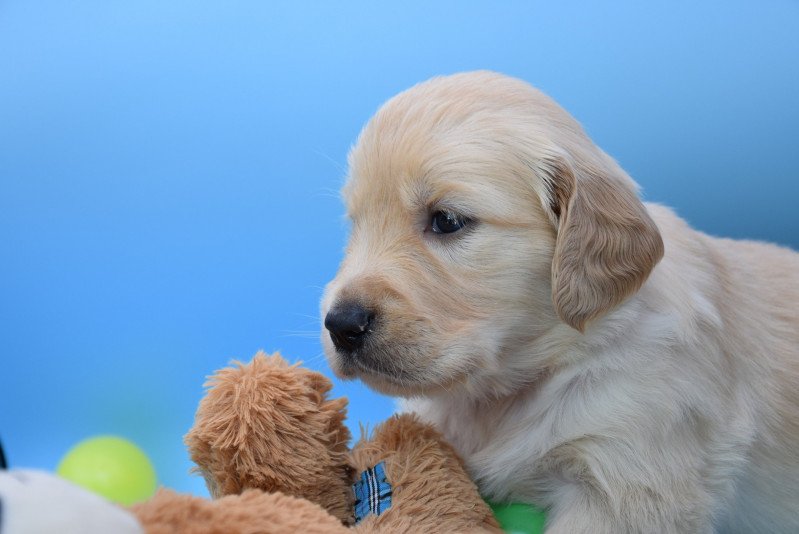 Ruby du Fond de la Noye Femelle Golden retriever