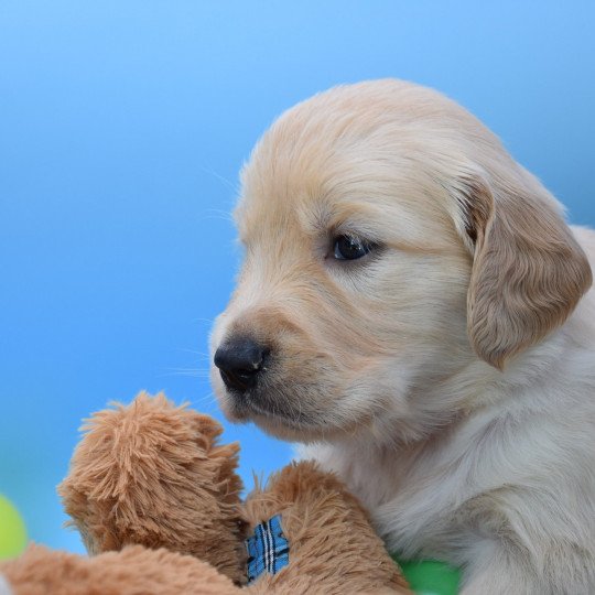 Ruby du Fond de la Noye Femelle Golden retriever