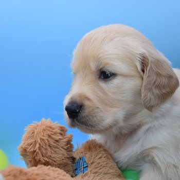 chiot Golden retriever Collier rouge élevage du Fond de la Noye