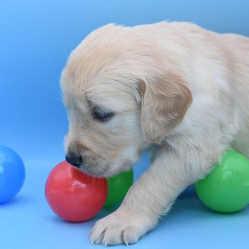 chiot Golden retriever Collier rouge élevage du Fond de la Noye