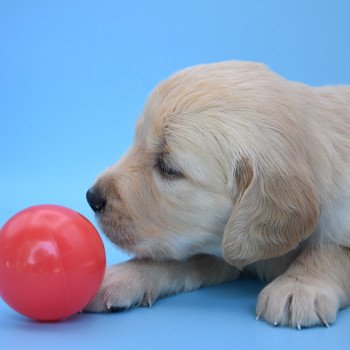 chiot Golden retriever Collier rouge élevage du Fond de la Noye