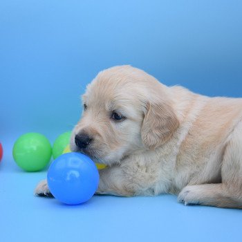 chiot Golden retriever Collier rouge élevage du Fond de la Noye