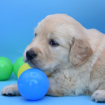 chiot Golden retriever Collier rouge élevage du Fond de la Noye