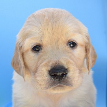 chiot Golden retriever Collier rouge élevage du Fond de la Noye