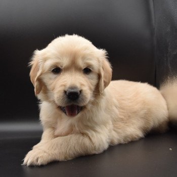 chiot Golden retriever sable Collier turquoise élevage du Fond de la Noye chiot Golden retriever sable Collier turquoise élevage du Fond de la Noye