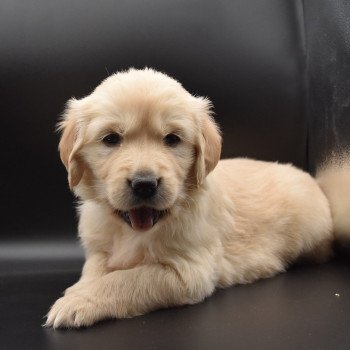 chiot Golden retriever sable Collier turquoise élevage du Fond de la Noye