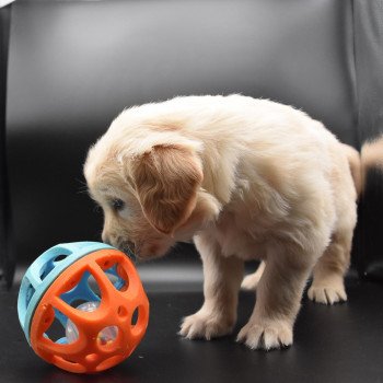 chiot Golden retriever sable Collier turquoise élevage du Fond de la Noye