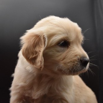 chiot Golden retriever sable Collier turquoise élevage du Fond de la Noye