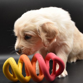 chiot Golden retriever sable Collier turquoise élevage du Fond de la Noye