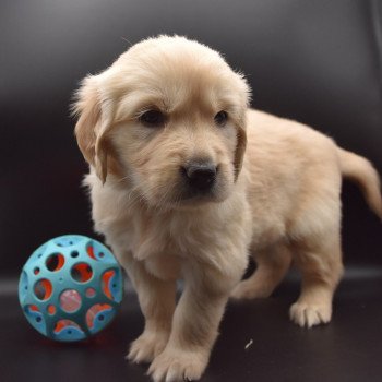 chiot Golden retriever sable Collier turquoise élevage du Fond de la Noye