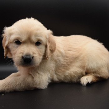 chiot Golden retriever sable Collier turquoise élevage du Fond de la Noye