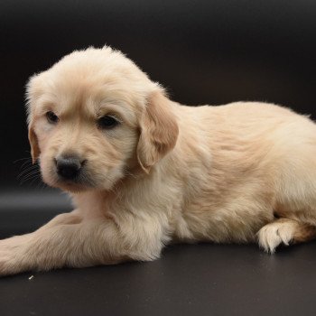 chiot Golden retriever sable Collier turquoise élevage du Fond de la Noye