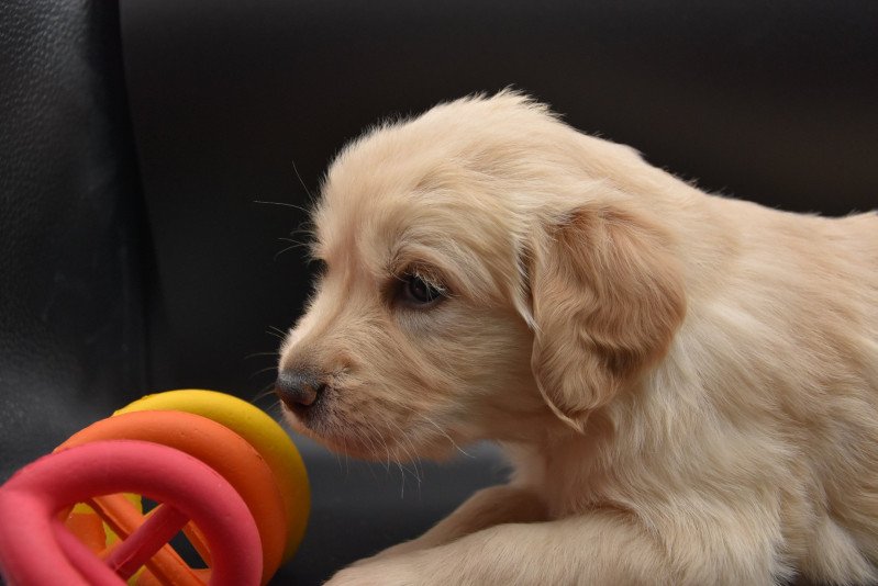 Rollie du Fond de la Noye Femelle Golden retriever