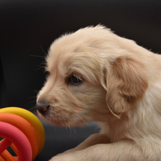 Rollie du Fond de la Noye Femelle Golden retriever