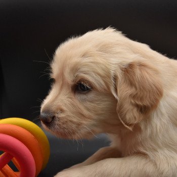 chiot Golden retriever sable Collier turquoise élevage du Fond de la Noye