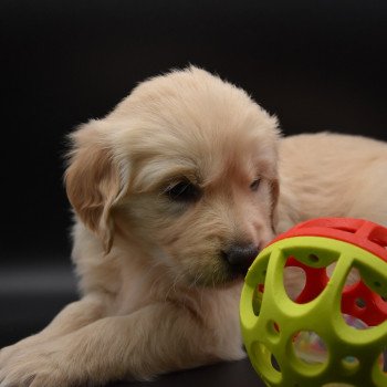 chiot Golden retriever sable Collier turquoise élevage du Fond de la Noye