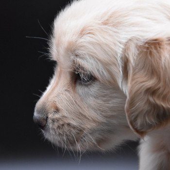 chiot Golden retriever sable Collier turquoise élevage du Fond de la Noye