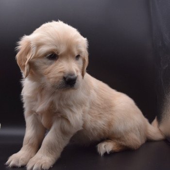 chiot Golden retriever sable Collier turquoise élevage du Fond de la Noye