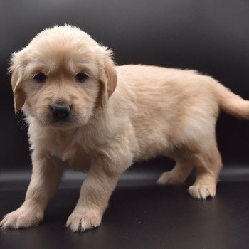 chiot Golden retriever sable Collier turquoise élevage du Fond de la Noye