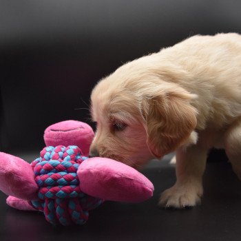 chiot Golden retriever sable Collier turquoise élevage du Fond de la Noye