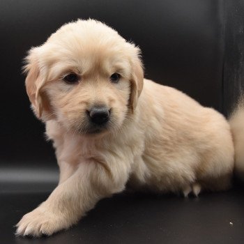 chiot Golden retriever sable Collier turquoise élevage du Fond de la Noye