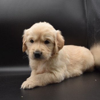 chiot Golden retriever sable Collier turquoise élevage du Fond de la Noye