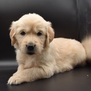 chiot Golden retriever sable Collier turquoise élevage du Fond de la Noye