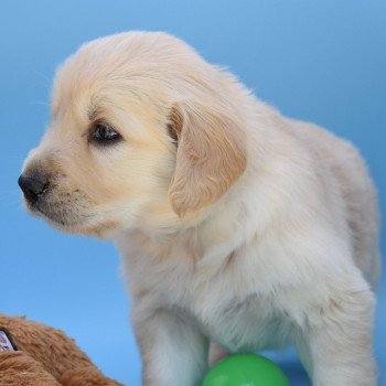 chiot Golden retriever Collier turquoise élevage du Fond de la Noye