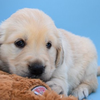 chiot Golden retriever Collier turquoise élevage du Fond de la Noye