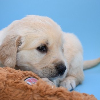 chiot Golden retriever Collier turquoise élevage du Fond de la Noye