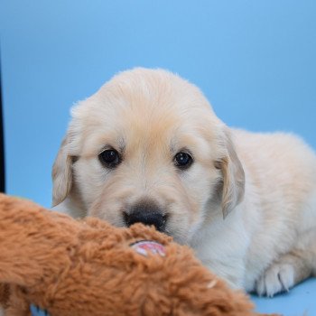chiot Golden retriever Collier turquoise élevage du Fond de la Noye chiot Golden retriever Collier turquoise élevage du Fond de la Noye