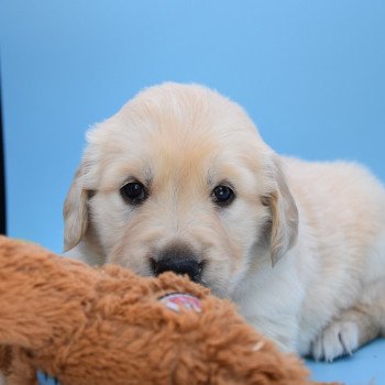 chiot Golden retriever Collier turquoise élevage du Fond de la Noye