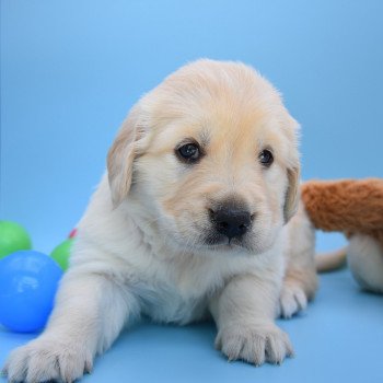 chiot Golden retriever Collier turquoise élevage du Fond de la Noye