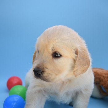 chiot Golden retriever Collier turquoise élevage du Fond de la Noye