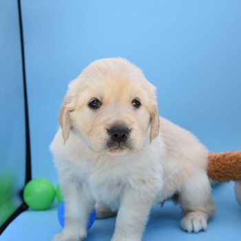 chiot Golden retriever Collier turquoise élevage du Fond de la Noye