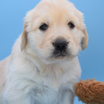 chiot Golden retriever Collier turquoise élevage du Fond de la Noye