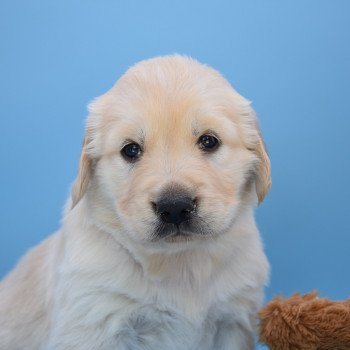 chiot Golden retriever Collier turquoise élevage du Fond de la Noye