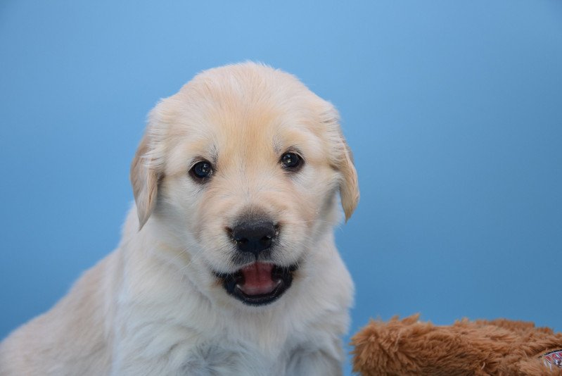 Romance du Fond de la Noye Femelle Golden retriever