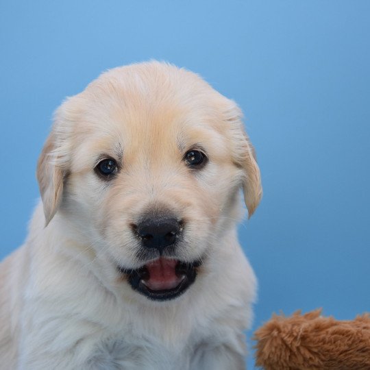 Romance du Fond de la Noye Femelle Golden retriever