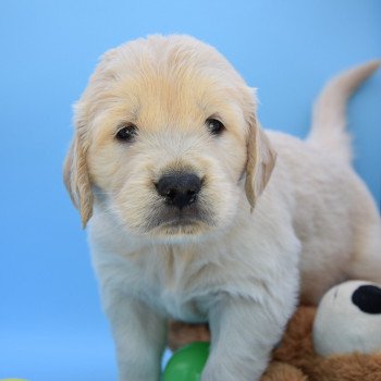 chiot Golden retriever Collier vert élevage du Fond de la Noye