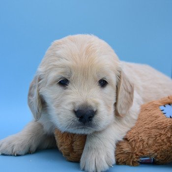 chiot Golden retriever Collier vert élevage du Fond de la Noye