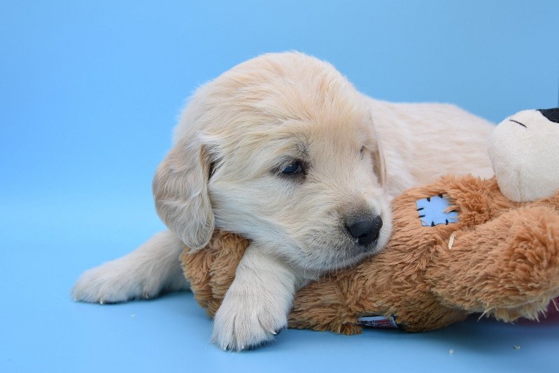 R'Toby du Fond de la Noye Mâle Golden retriever R'Toby du Fond de la Noye Mâle Golden retriever