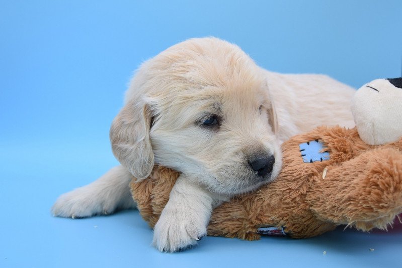 R'Toby du Fond de la Noye Mâle Golden retriever